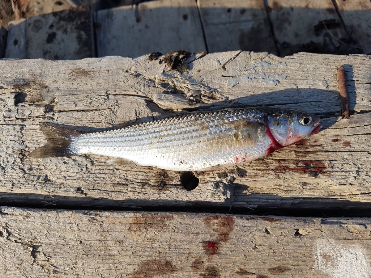 Golden grey mullet