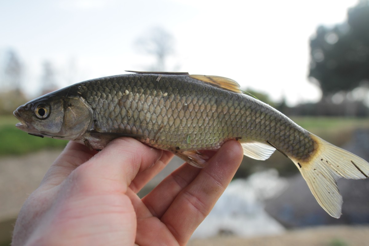 Italian chub - 90,2g