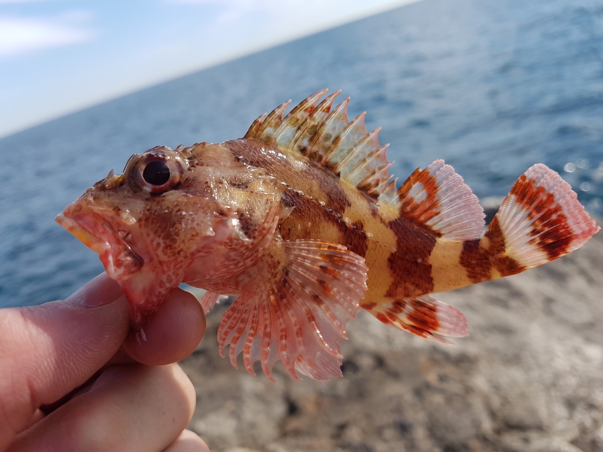 Madeira rockfish