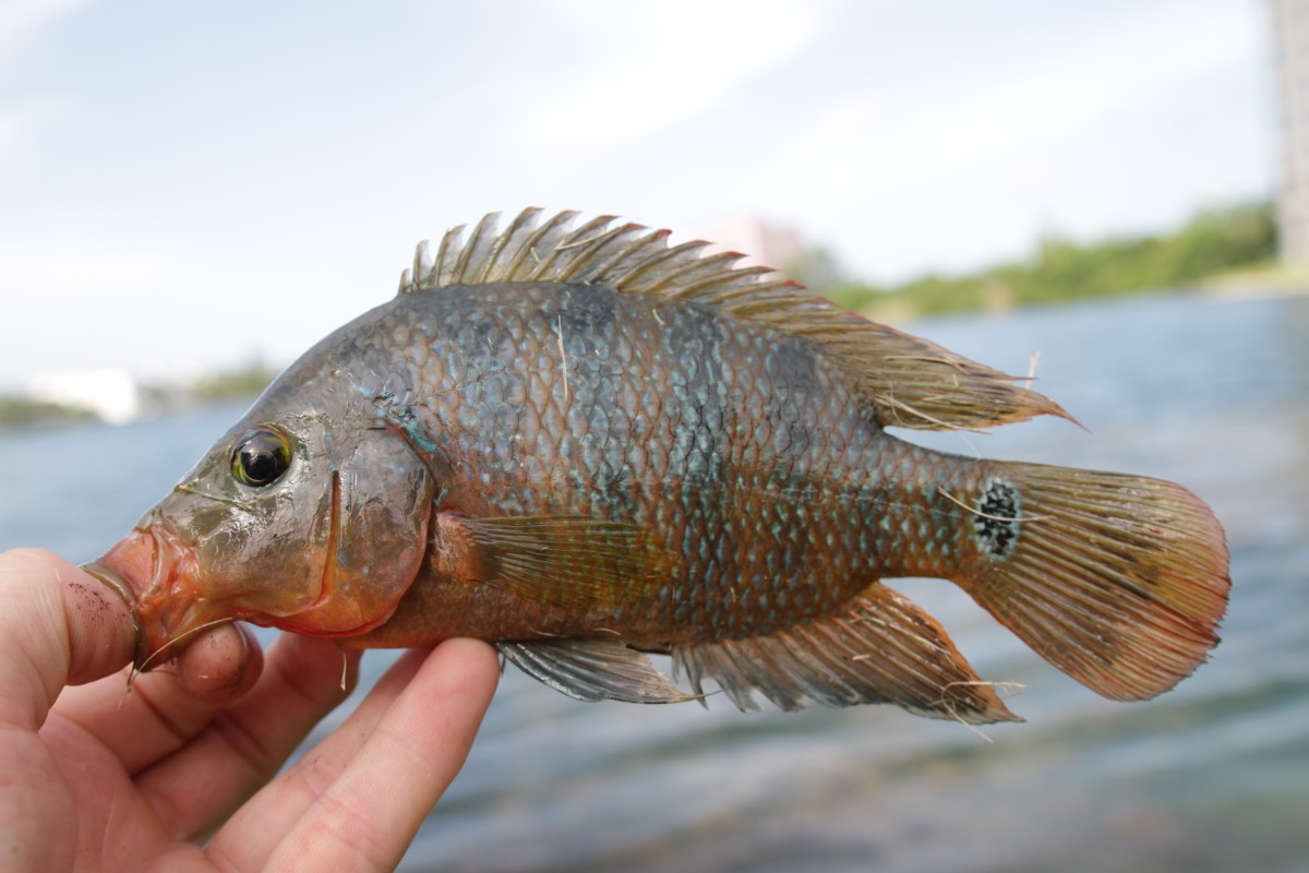 Mayan cichlid