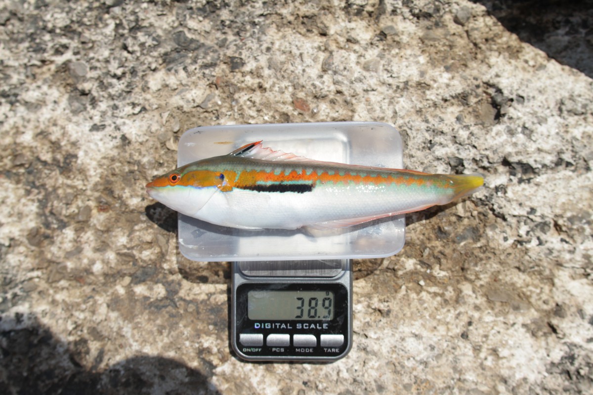 Mediterranean rainbow wrasse - 38,9g