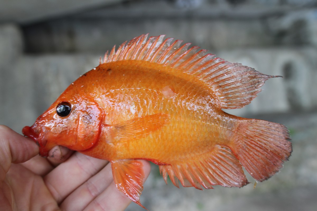 Midas cichlid