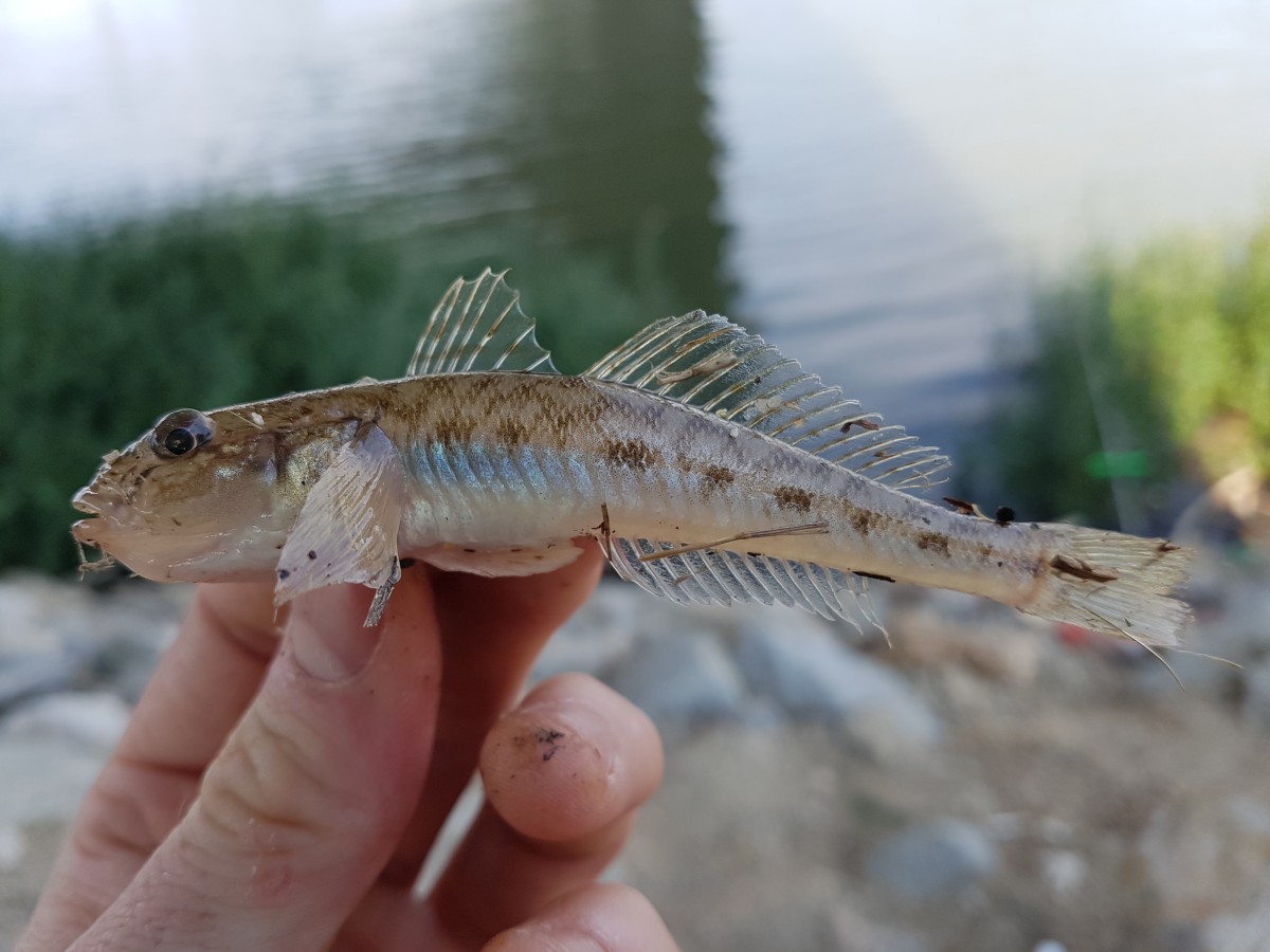 Monkey goby - 9,82g