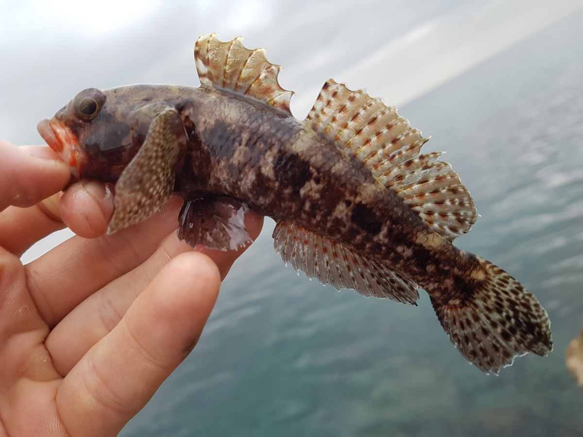 Red-mouthed goby