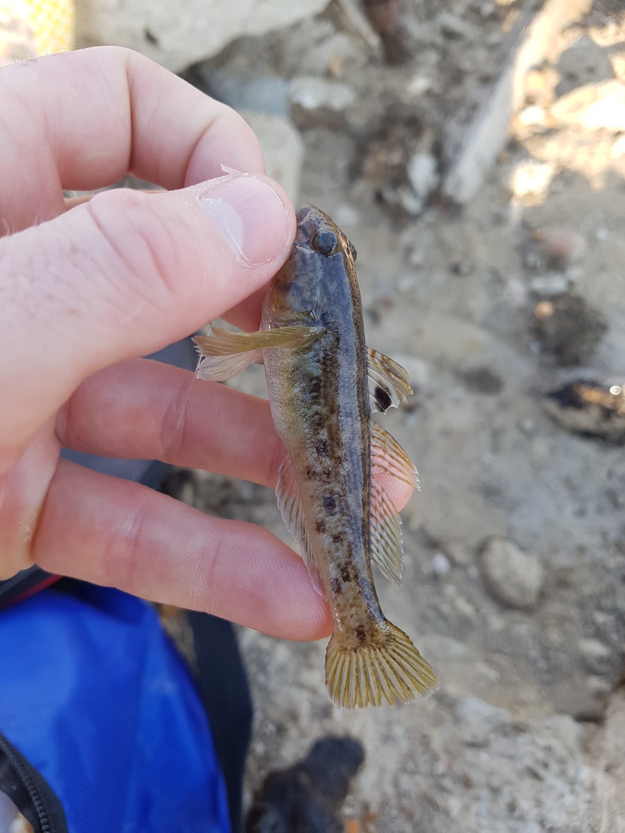 Round goby