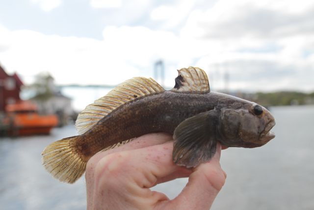 Round goby