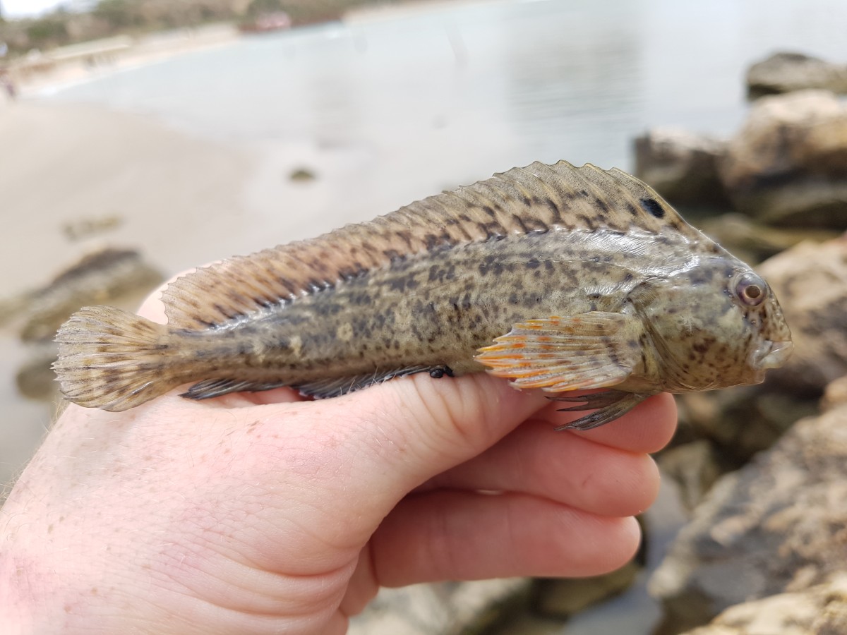 Rusty blenny