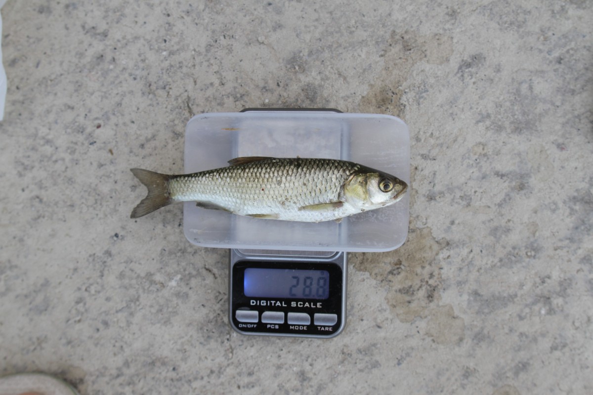 Skadar lake chub - 28,8g