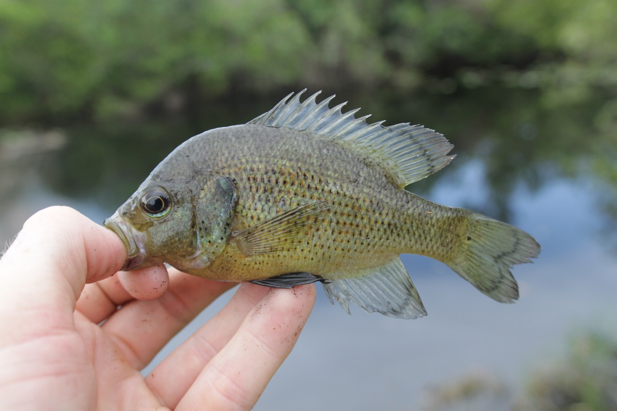 Spotted sunfish