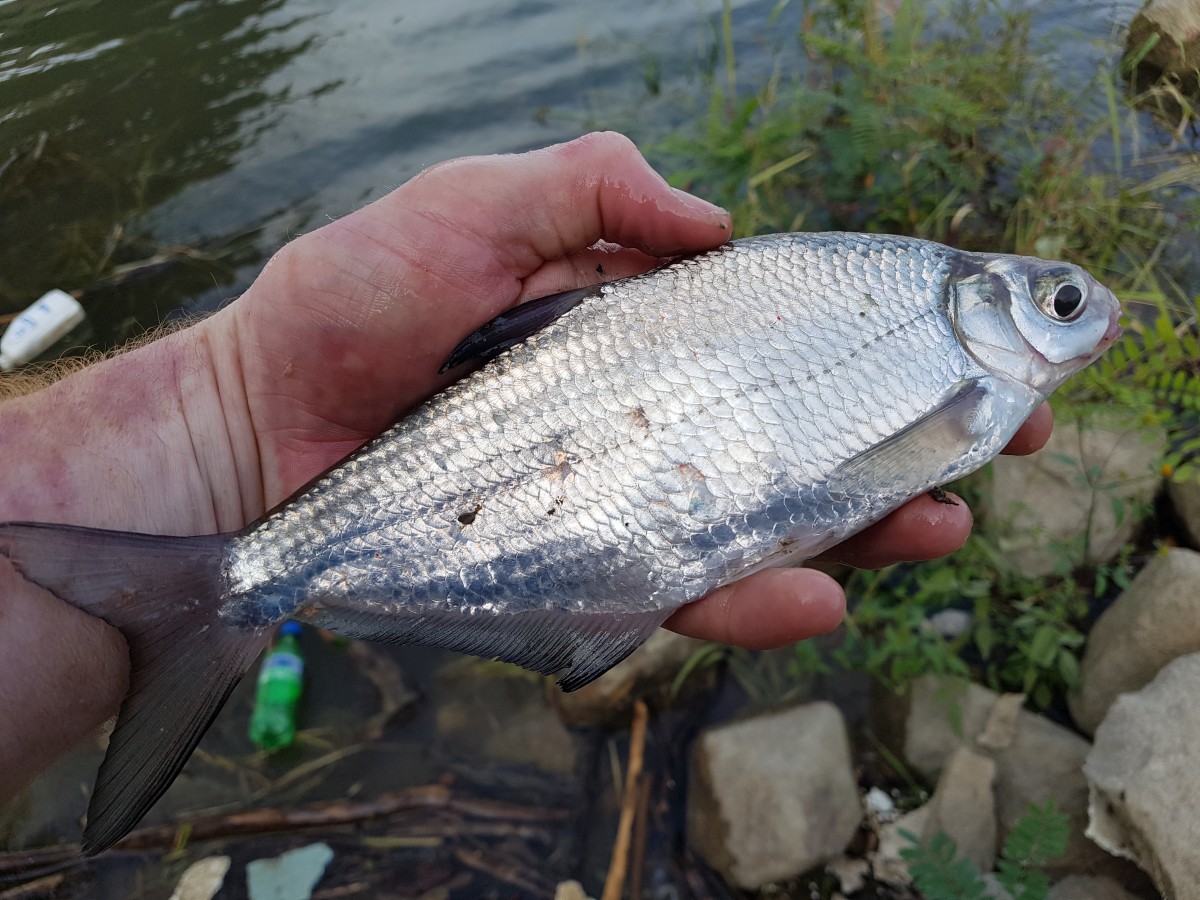 White-eye bream