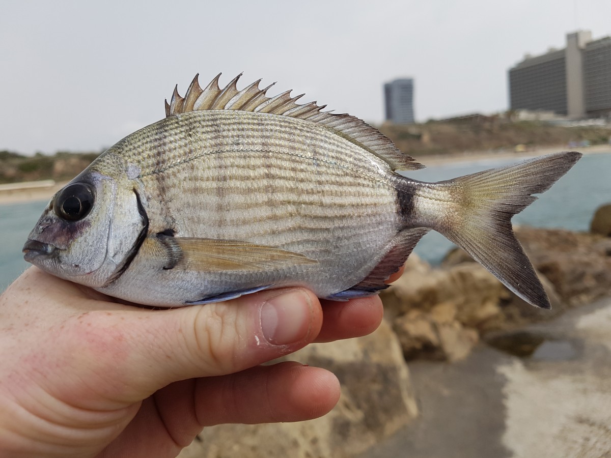 White seabream