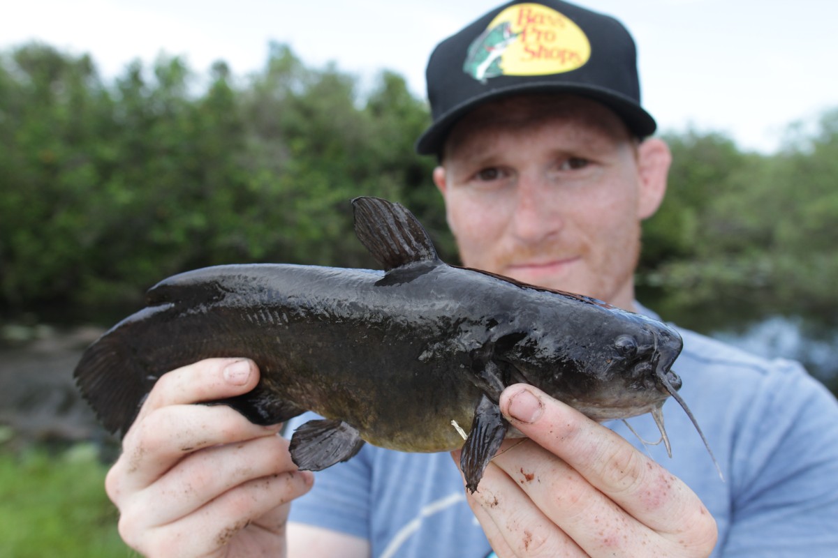 Yellow bullhead