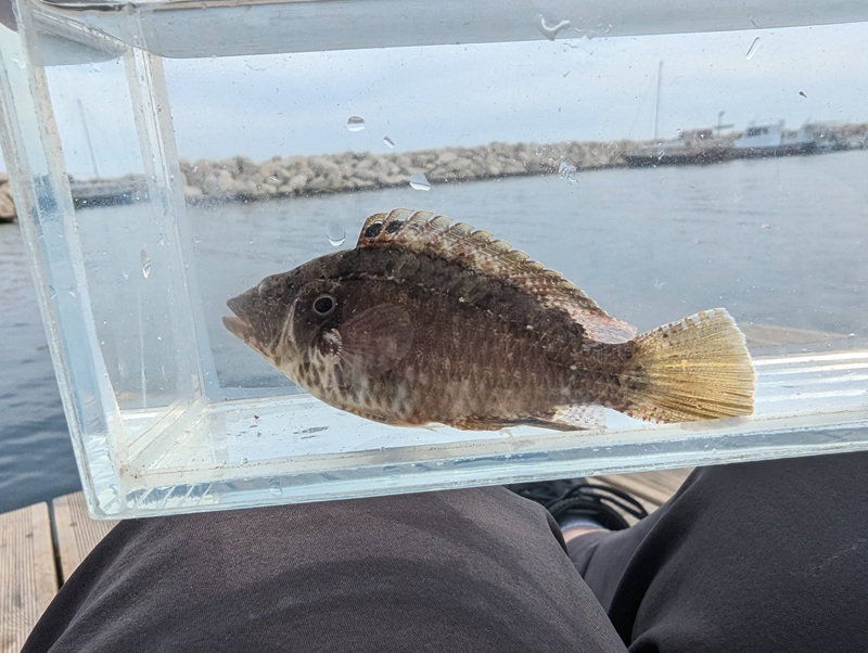 Cheekbar wrasse