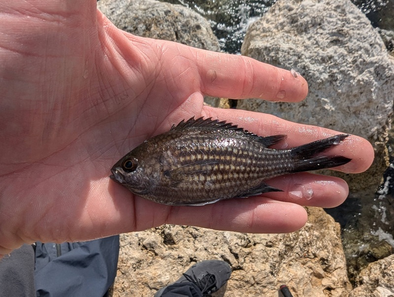 Damselfish