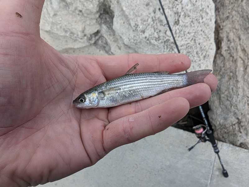 Golden grey mullet