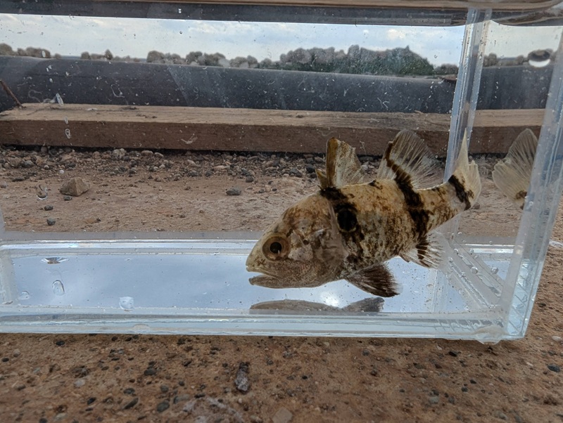 Pharaoh cardinalfish