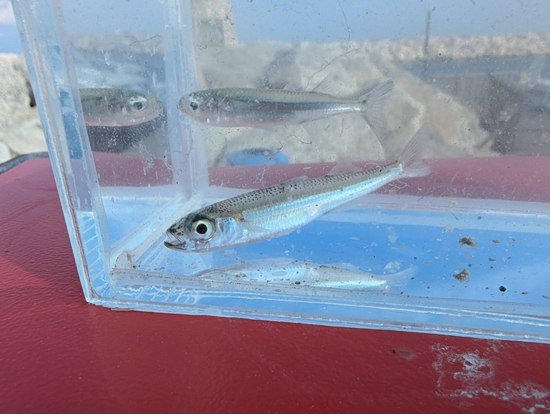 Red sea hardyhead silverside