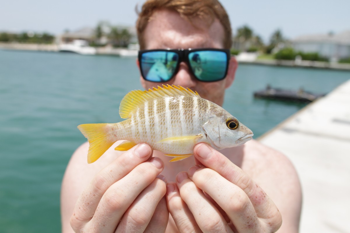 Schoolmaster snapper