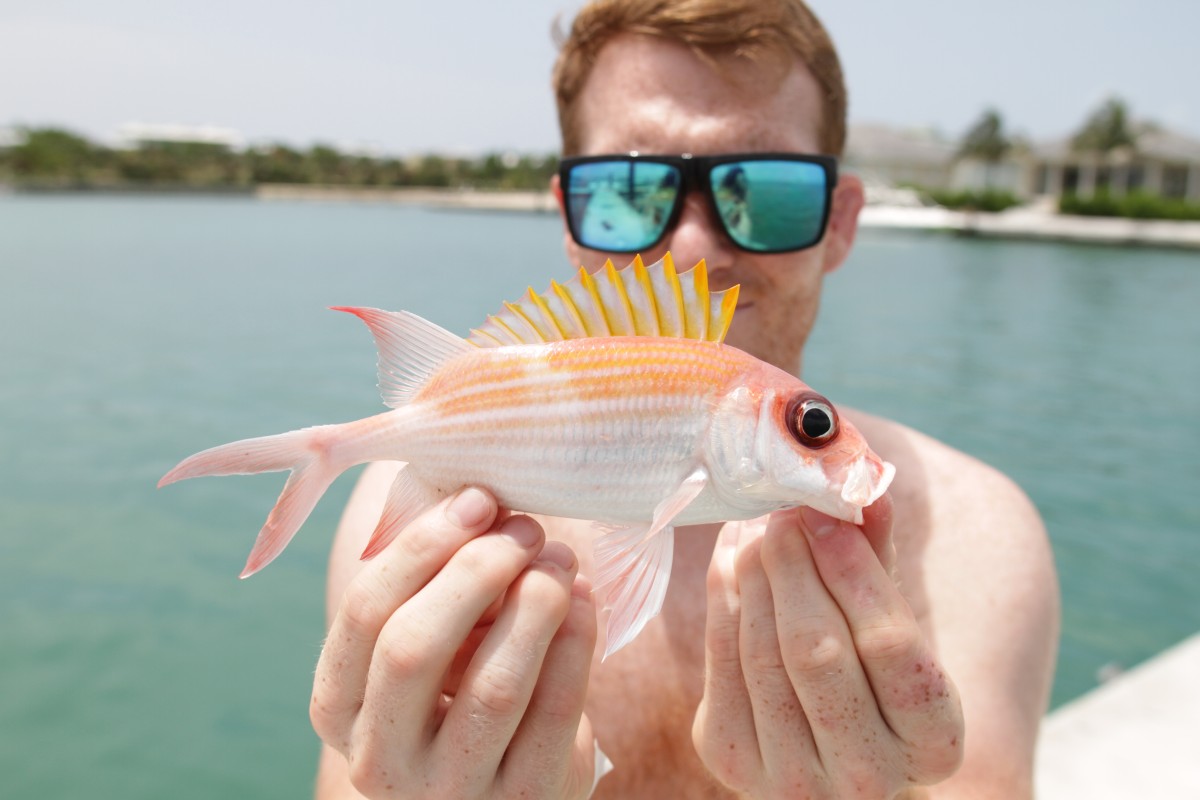 Squirrelfish