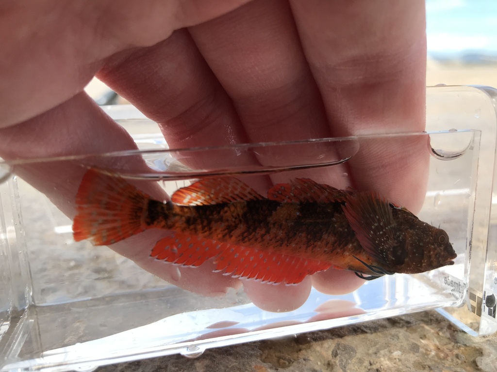 Red-black Triplefin