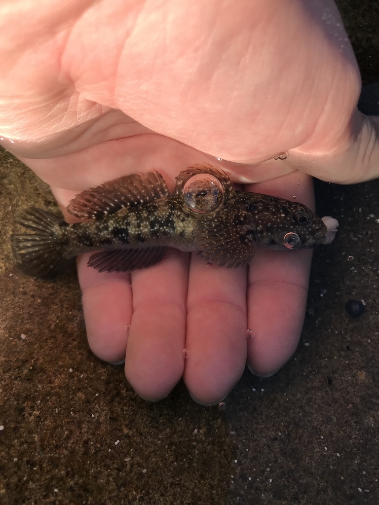 madeira goby