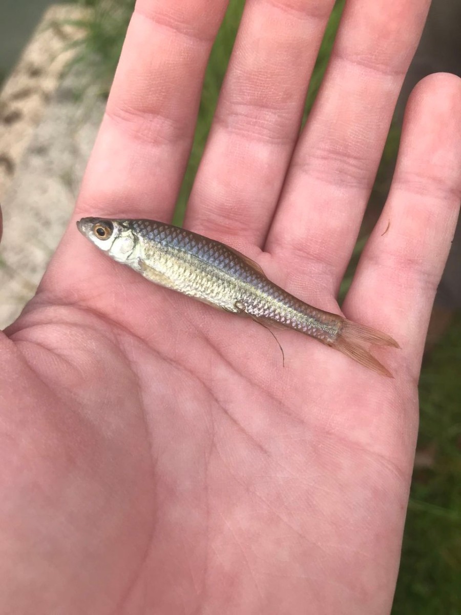 stono moroko : topmouth gudgeon