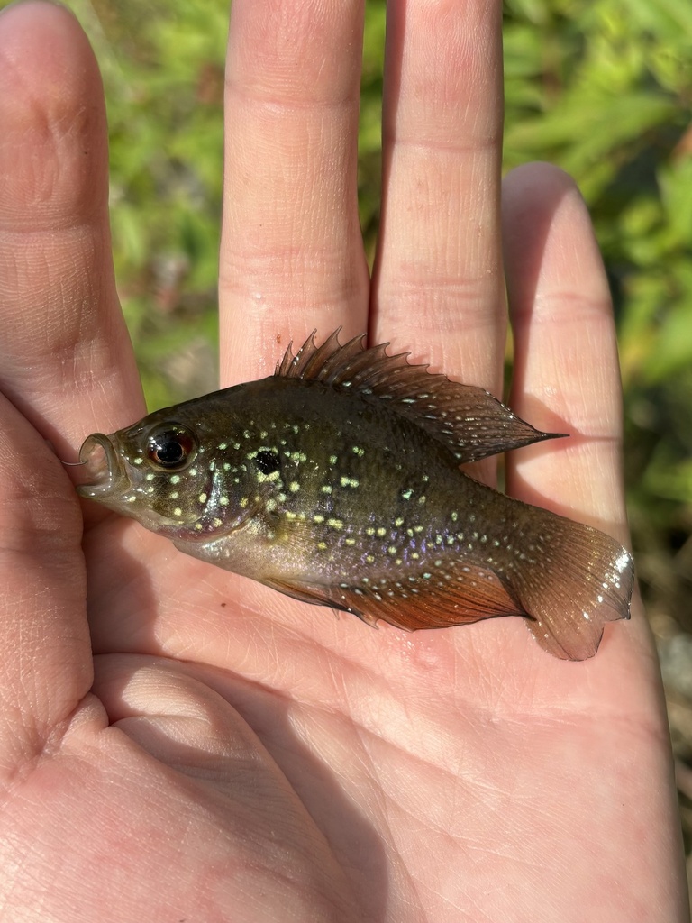 Blue-spotted Sunfish