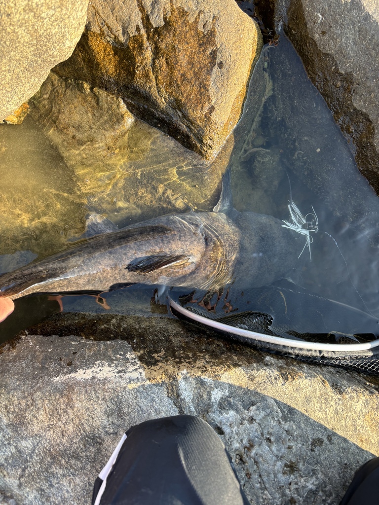 Flathead catfish