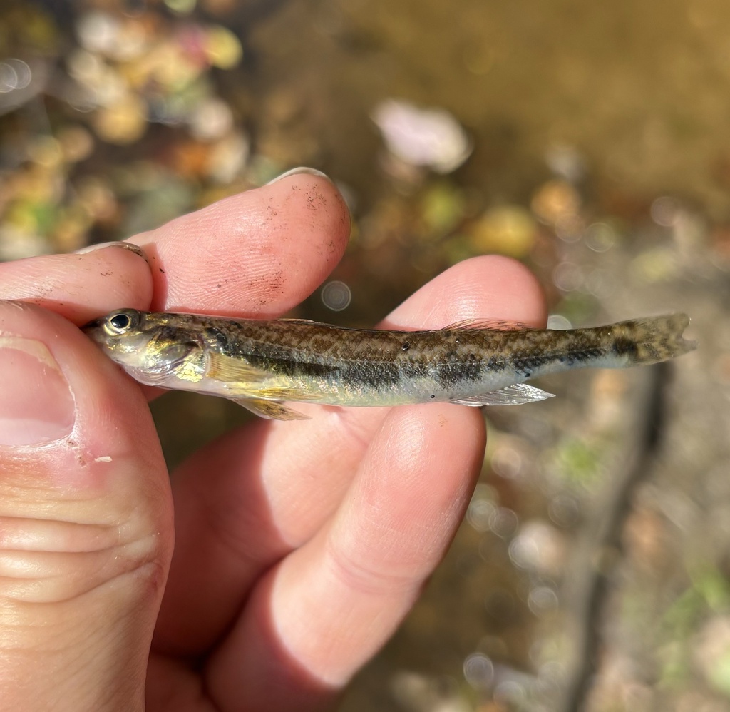 Shield Darter