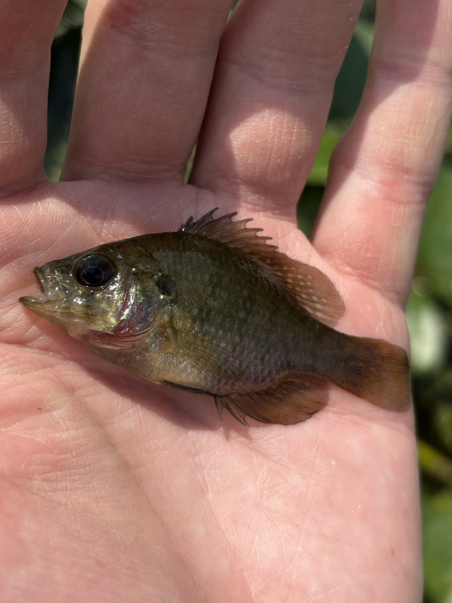 banded sunfish