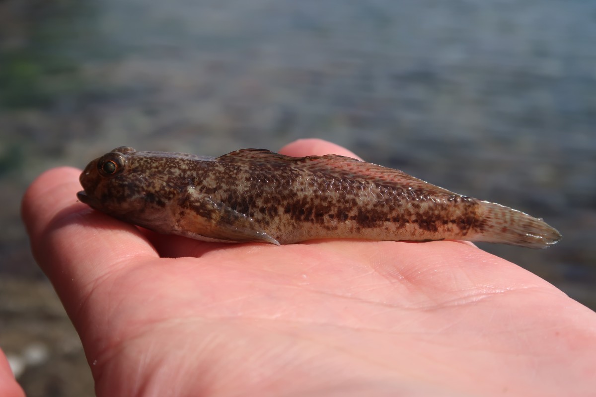 Gobius niger