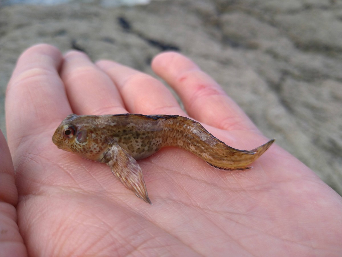 Lipophrys pholis