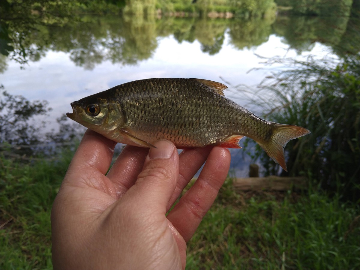 Scardinius erythrophthalmus