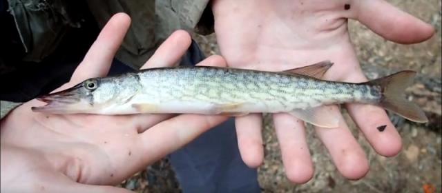 MaxfieldPickerel