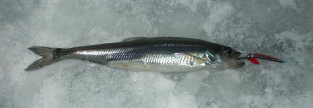 mysmelt (1)