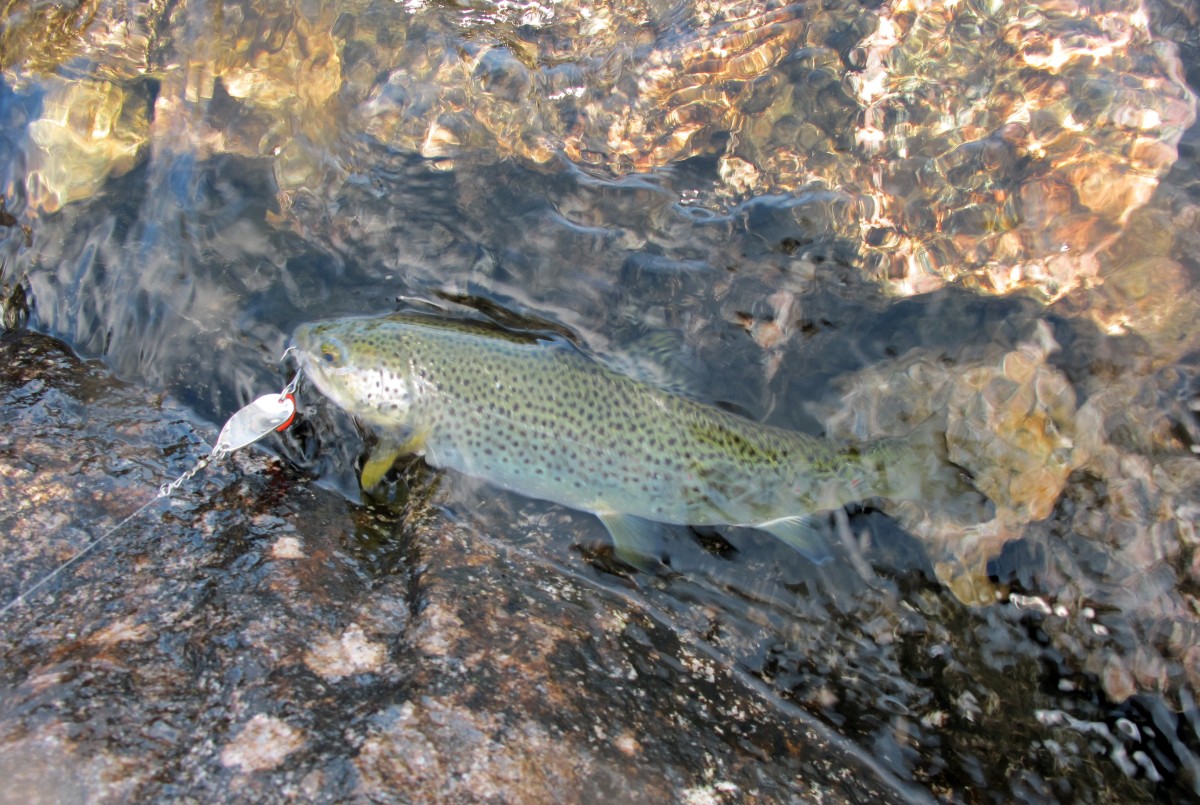 laketrout