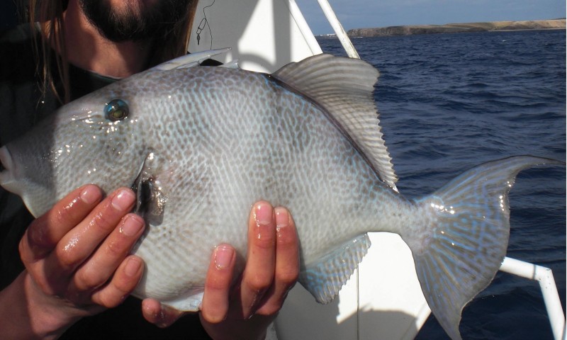 Balistes capriscus - grey triggerfish