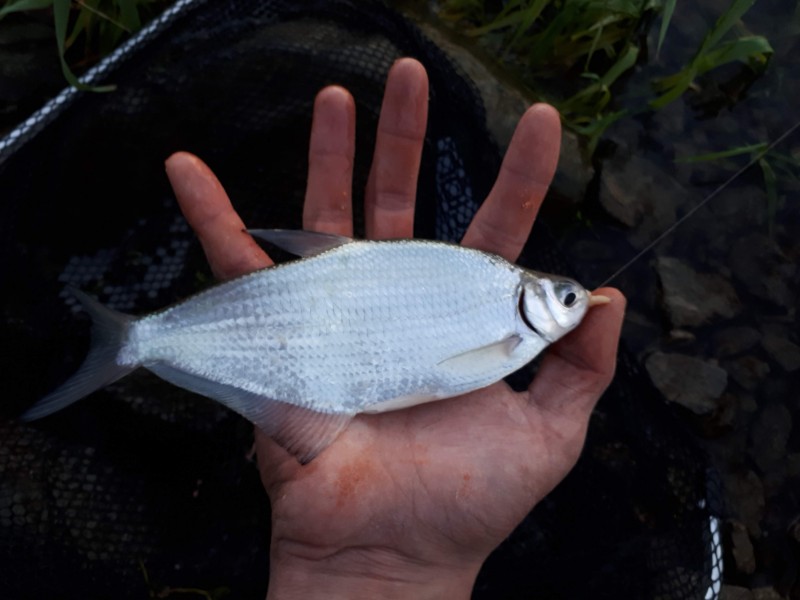 Ballerus sapa - white-eye bream