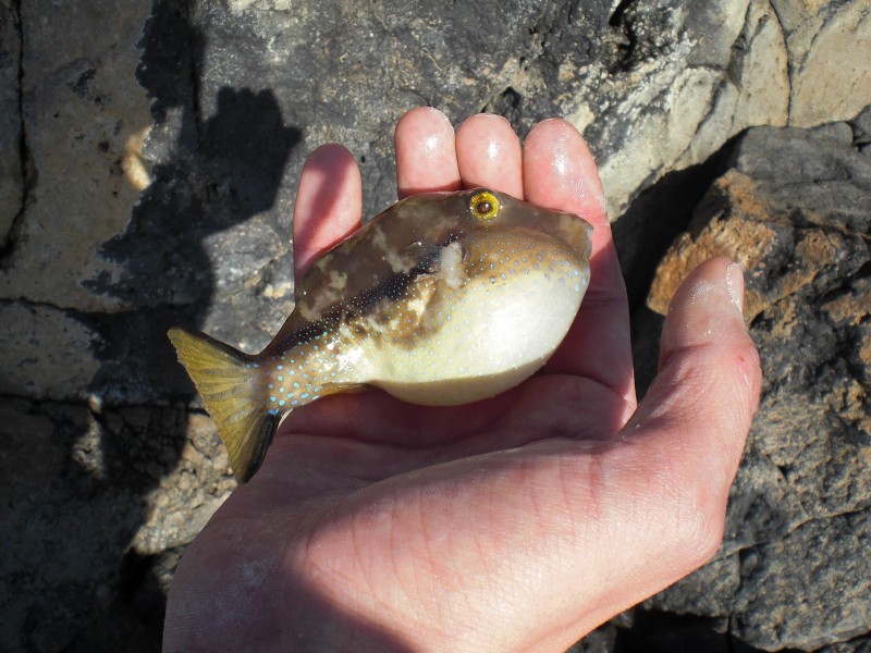 Canthigaster capistrata - macronesian sharpnose puffer