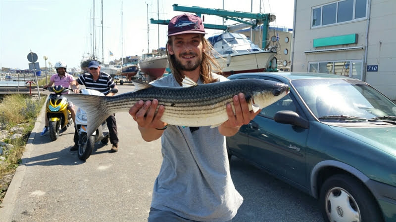 Chelon labrosus - thicklip grey mullet