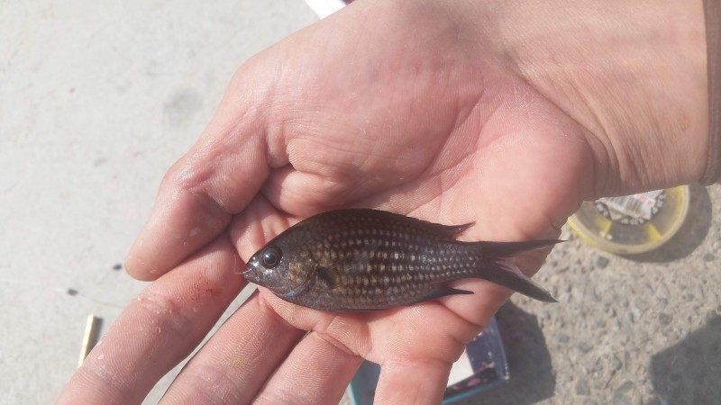 Chromis chromis - damselfish