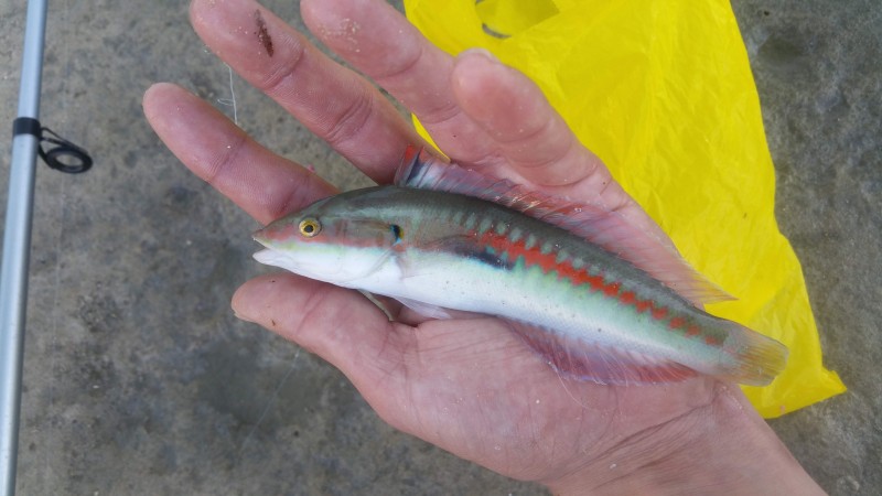 Coris julis - mediterranean rainbow wrasse