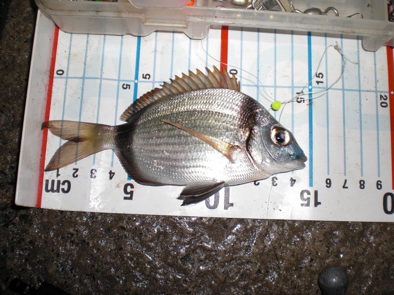 Diplodus vulgaris - common two-banded seabream