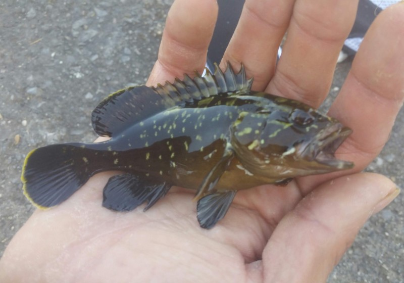 Epinephelus marginatus - dusky grouper