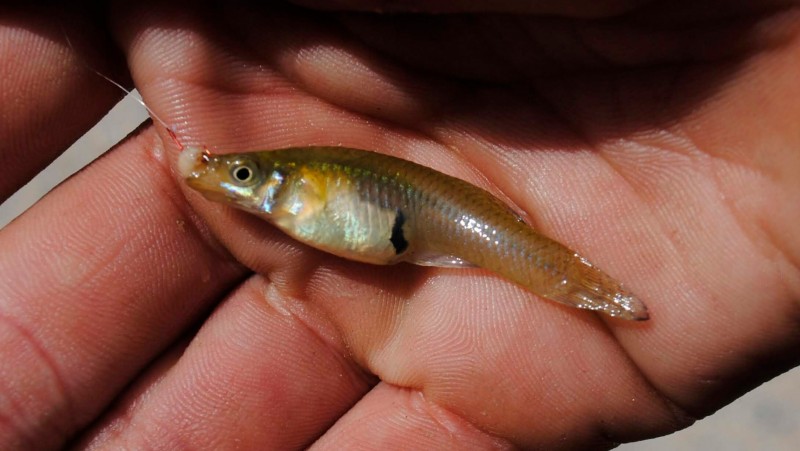 Gambusia holbrooki - eastern mosquitofish