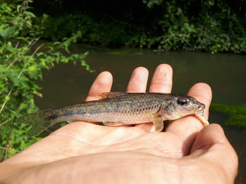 Gobio gobio - gudgeon