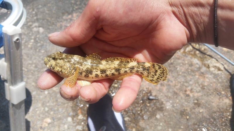 Gobius cobitis - giant goby