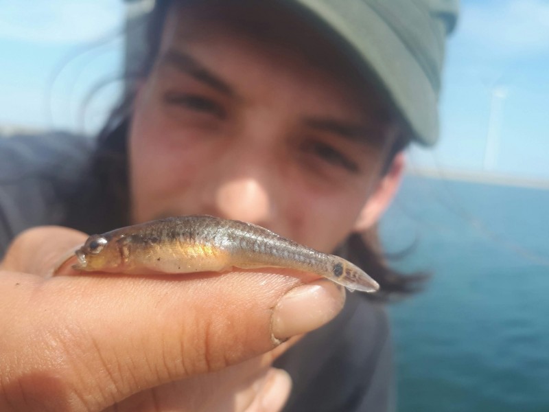 Gobiusculus flavescens - two-spotted goby