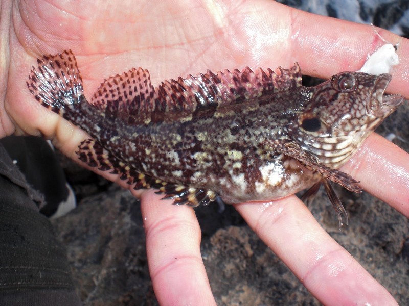 Labrisomus nuchipinnis - hairy blenny