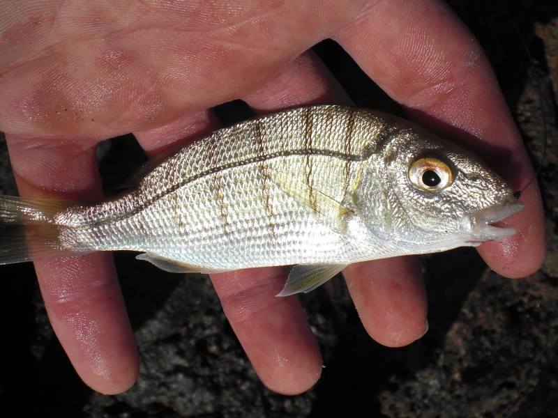 Lithognathus mormyrus - striped bream